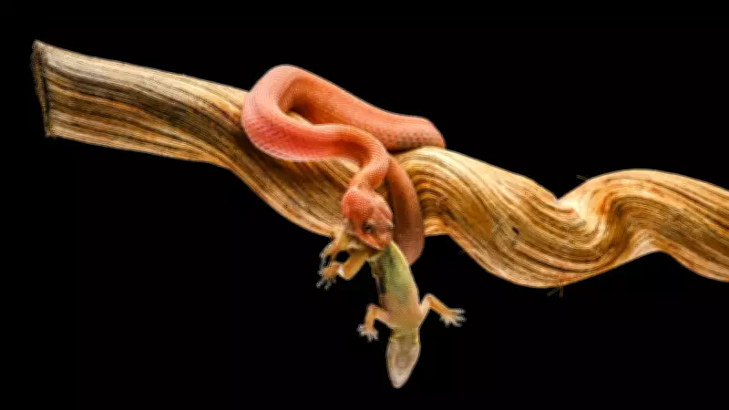 Snake Venom Evolution: Why Simpler Venoms Outperform Complex Mixtures