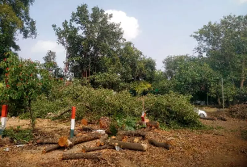 Social Activist Raises Alarm Over Tree Felling Near Kathunangal in Amritsar