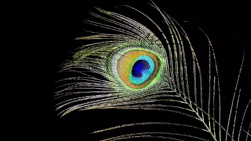 Spiritual Benefits of Keeping Peacock Feathers at Home: A Complete Guide