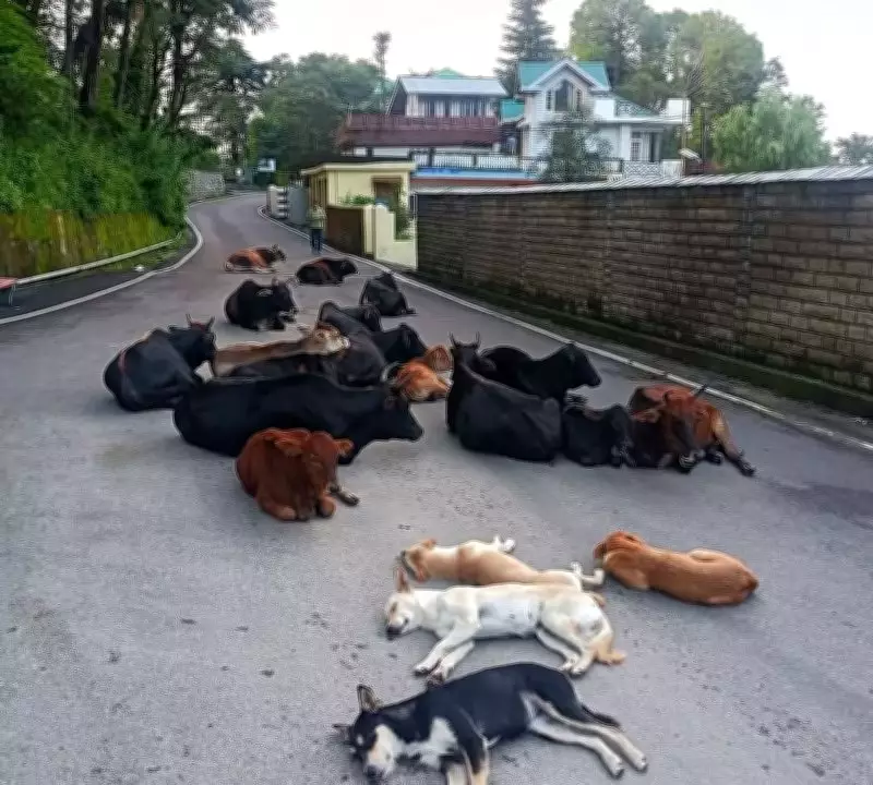 Stray Animals Turn Palampur Roads into Death Traps, Sparking Public Outcry