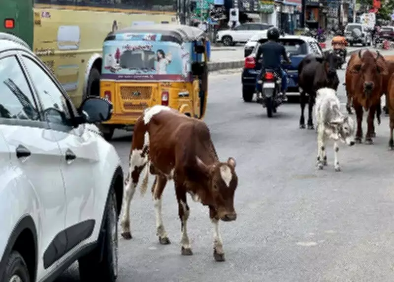 Stray Cattle Kills 24-Year-Old in Chennai, Highlighting Recurring Road Menace