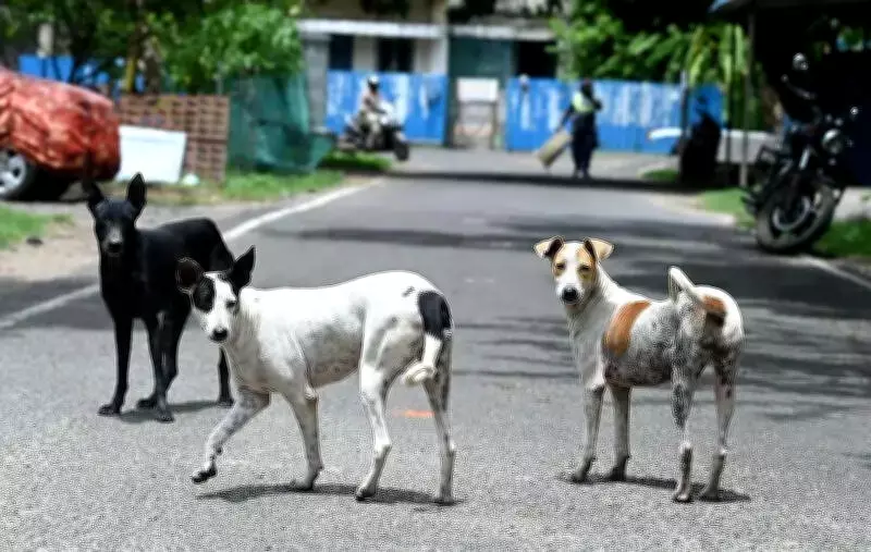 Stray Dog Attacks Surge in Chennai's Southern Suburbs, Residents Alarmed