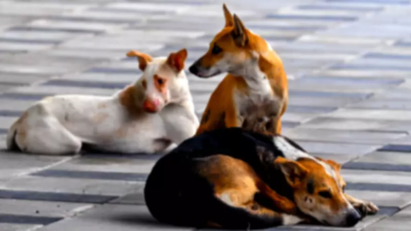 Stray Dog Beaten to Death in Thane Society, Police Register Case Under Animal Cruelty Act