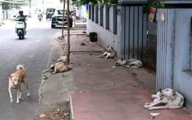 Stray Dog Crisis in Ernakulam: Residents Demand Urgent Action on ABC Programme