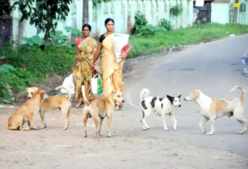 Stray Dog Menace Sparks Outrage in North Paravur, Opposition Demands Action