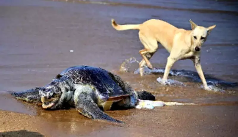 Stray Dogs Kill Olive Ridley Turtles on Chennai's Marina Beach, Highlighting Wildlife Crisis