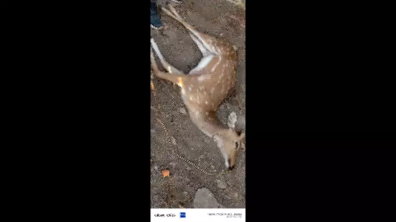 Stray Dogs Kill Spotted Deer in Palamu, Highlighting Wildlife-Human Conflict