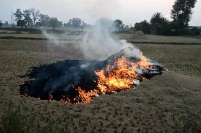 Stubble Burning Crisis: Madhya Pradesh Leads with 72% of Cases Amid Punjab's Decline