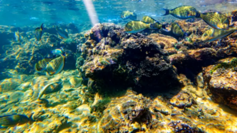 Study Reveals 73% of Global Marine Protected Areas Contaminated by Sewage