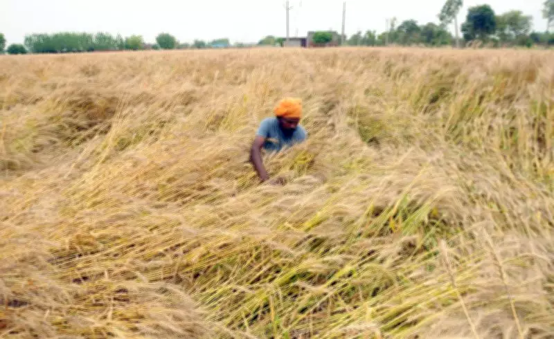 Sudden Weather Shift Damages Ripening Wheat Crop in Amritsar