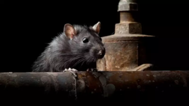 Supreme Court Surprised as Rodents Eat Seized Banknotes in Bihar