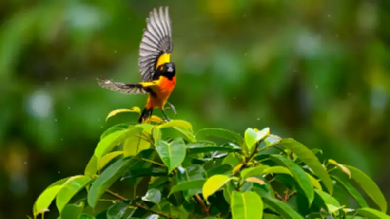 Sweet Corn: The Secret Ingredient to Attract Birds to Your Garden