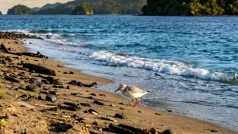 Tagged Sanderling Migrates 7,472 km to Andaman's Narcondam Island, Confirming Flyway Role