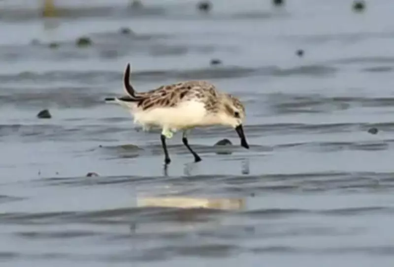 Tagged Spoon-Billed Sandpiper Travels 8,000km from Russia to Bengal Beach