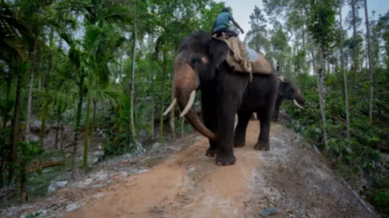 Tamed Elephant Attacks Devotee During Kavadi Ritual in Karnataka's Belur
