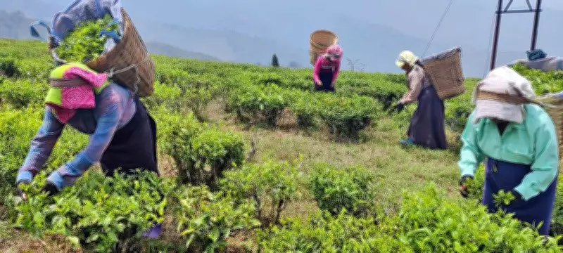 Tea Industry Split Over Amit Shah's Revival Promise: Genuine Plan or Political Bluff?