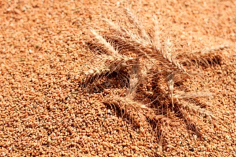 Technical Glitch in E-Portal Disrupts Wheat Sales in Sirsa, Haryana
