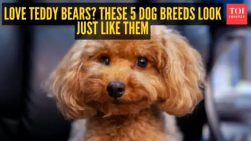 Teddy Bear Dog Breeds: The Social Media Sensation Explained