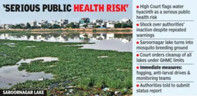 Telangana High Court Slams Authorities Over Water Hyacinth Menace in Hyderabad Lakes