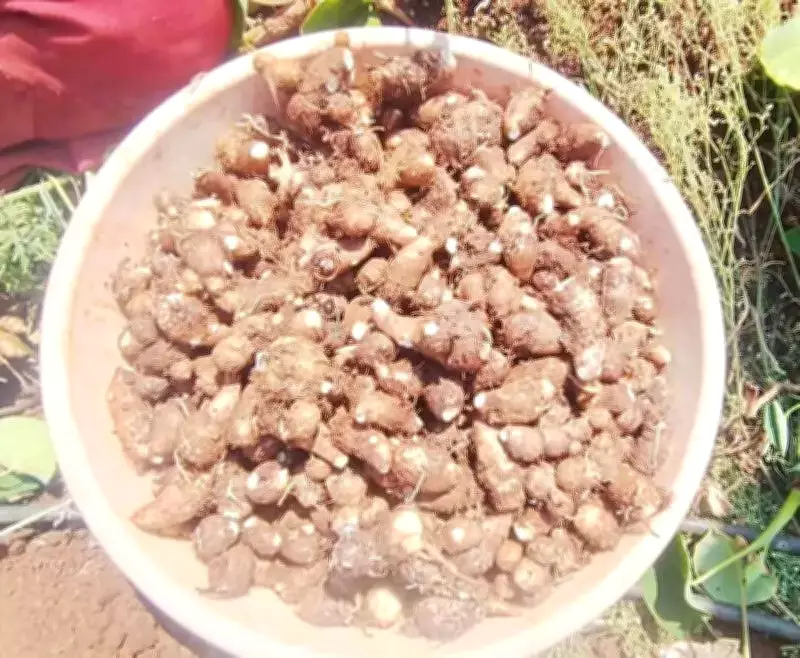 Telangana's Sajjapur Chamadumpa Colocasia Gets GI Recognition Step Closer