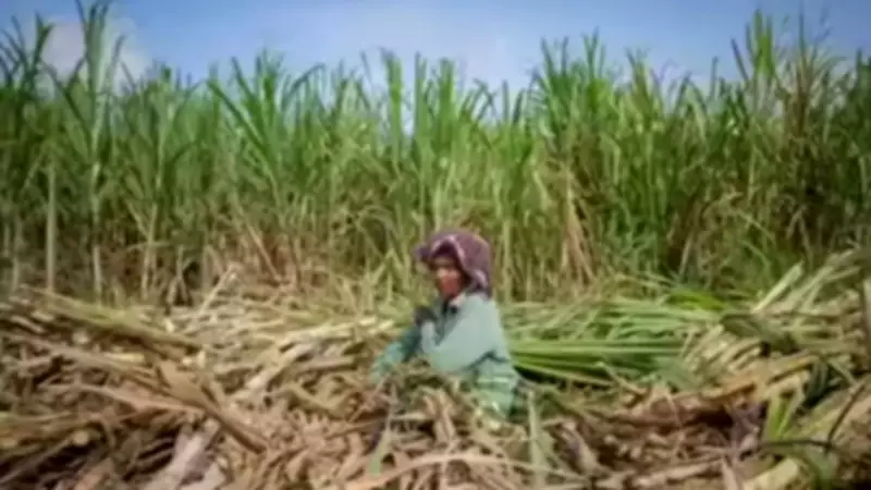 Thai Farmers Ditch Burning for Microbes, Boosting Soil and Fighting Smog