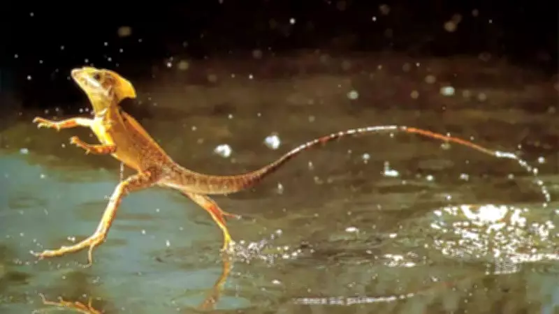 The Basilisk Lizard: Nature's Master of Walking on Water