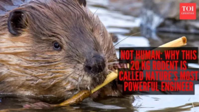 The Beaver: Nature's Master Engineer Outperforming Human Innovation