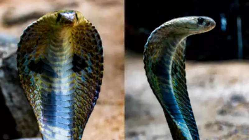 The Cobra's Hood: Unique Biological Mechanism Explained