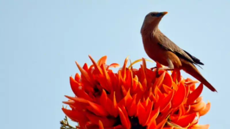 The Enduring Legacy of the 'Holding Orange Fire' Artwork