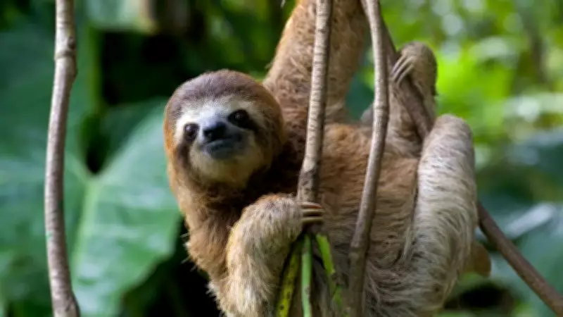 The Hidden Dangers of Sloths: Survival in the Rainforest's Predator-Rich Environment