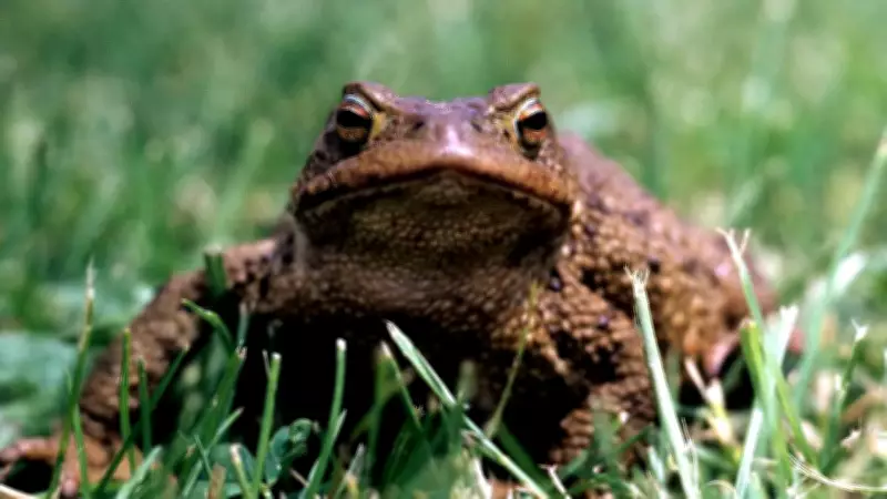 The Hidden Meaning of a Toad Near Your Home: Environmental and Cultural Insights