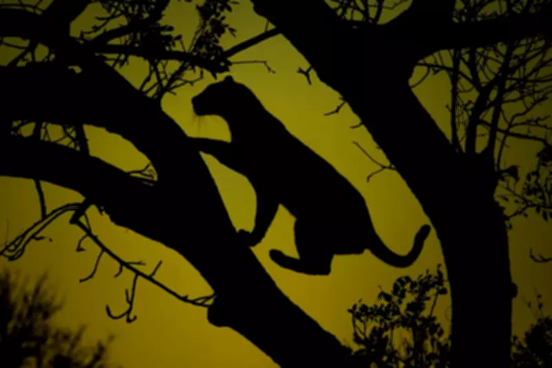 The 'Lurking Leopard Syndrome': How Fear Shapes Our Modern Lives