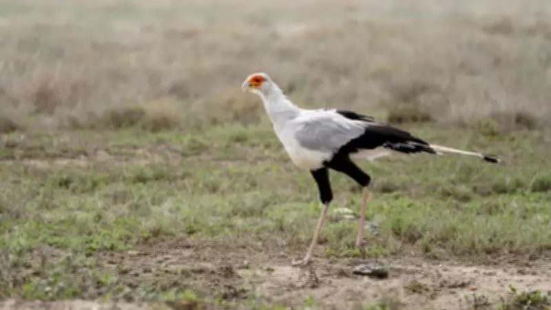 The Secretary Bird's Lethal Kick: Nature's Graceful Snake Hunter of the Savanna