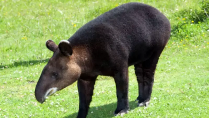 The Tapir: Earth's Living Fossil With a Pig-Elephant Hybrid Appearance