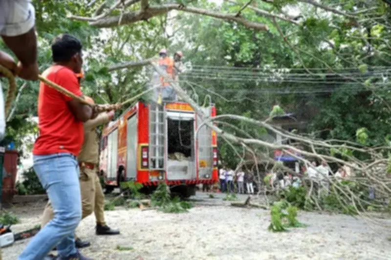 Thiruvananthapuram Intensifies Pre-Monsoon Tree Safety Drive After Secretariat Incident