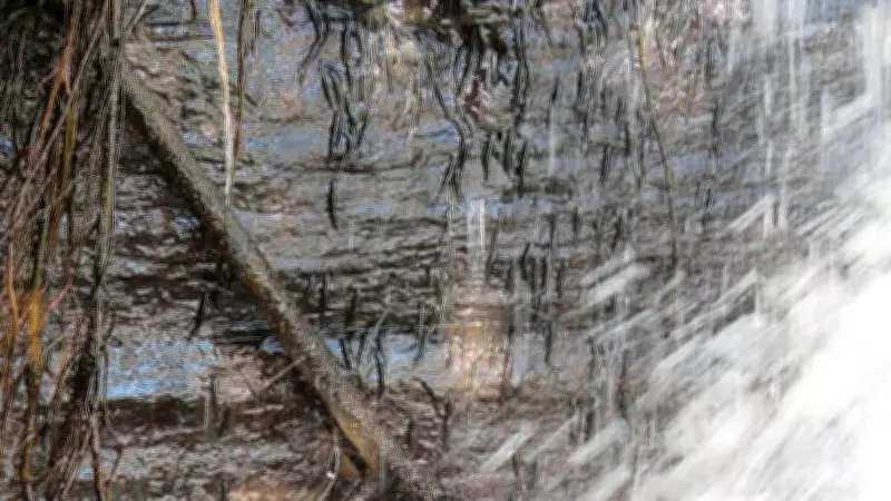 Thousands of Small Fish Defy Gravity to Climb Congo Waterfall