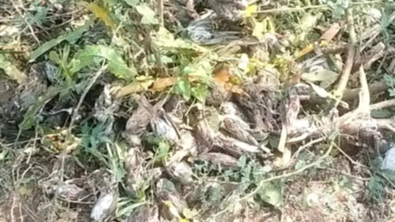 Thousands of Sparrows Found Dead in Madhya Pradesh After Severe Hailstorm