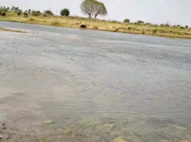 Three Children Drown in Dholpur River, Brother Saves Five