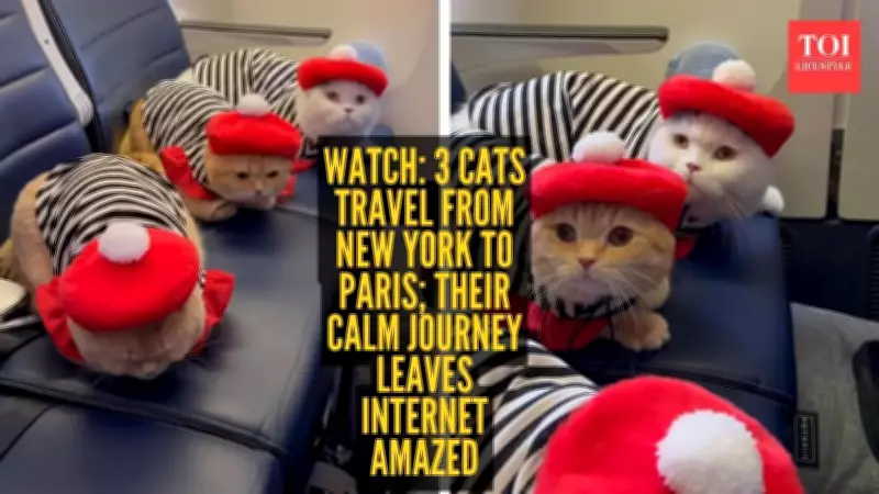 Three pet cats in striped T-shirts and red hats fly from New York to Paris, win hearts online