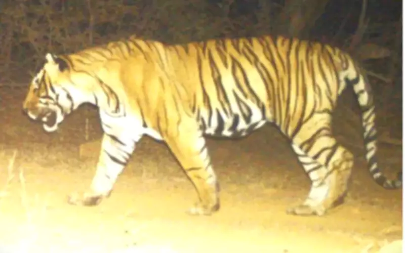Tiger Carcass Found in Ranthambore After 6 Weeks, Territorial Fight Suspected