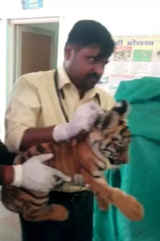 Tiger Cub Succumbs to FIP at Mumbai's Sanjay Gandhi National Park