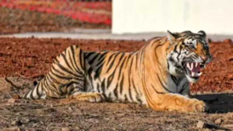 Tiger Deaths in Madhya Pradesh Reach 23 as Cub Found Dead in Kanha Reserve