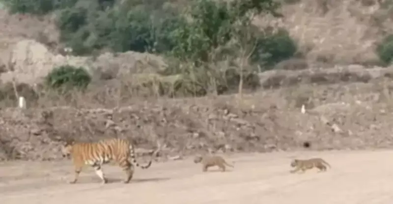 Tiger Sightings Spark Panic and Livelihood Crisis in Yavatmal's Shindola Area
