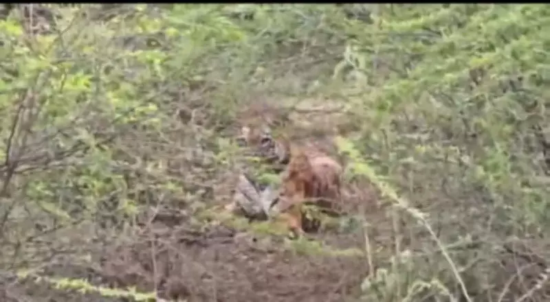 Tiger Sightings Surge in Yavatmal's Mungoli Coal Mining Area, Sparking Fear