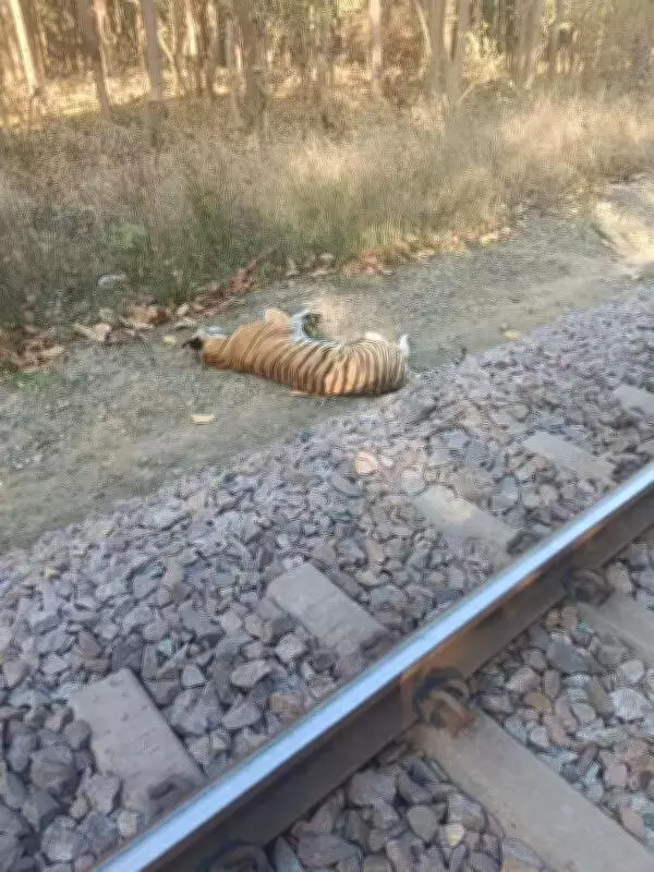 Tigress Death Sparks Dispute Between Forest Dept and Railways in Dudhwa Buffer Zone