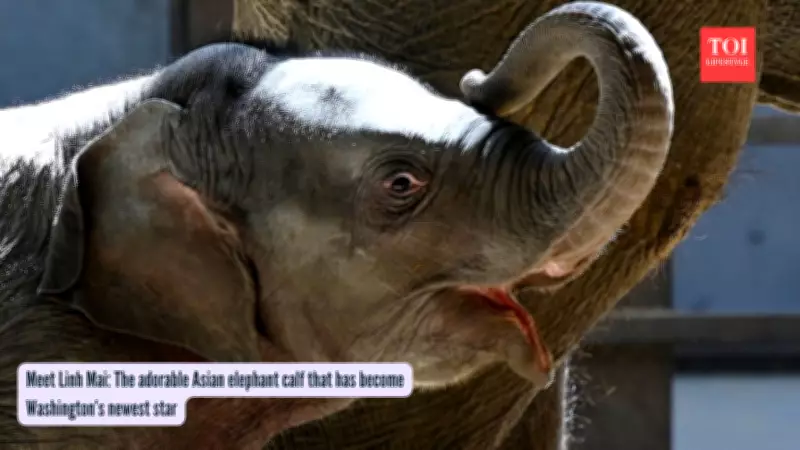 Tiny Elephant Calf Linh Mai Becomes Washington D.C.'s Newest Star