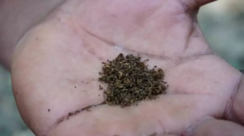 Tobacco Board Caps Karnataka Production at 5.6 Crore Kg Amid Global Surplus