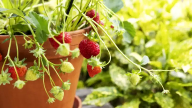 Top 10 Fruits You Can Grow in the UK Climate Even in Small Spaces