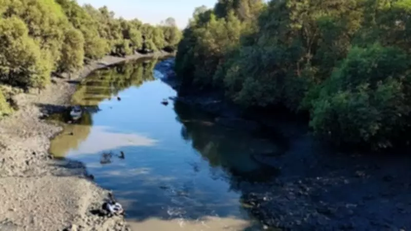 Toxic Drain Water Pollutes DPS Flamingo Lake in Navi Mumbai, STP Quality Under Scrutiny
