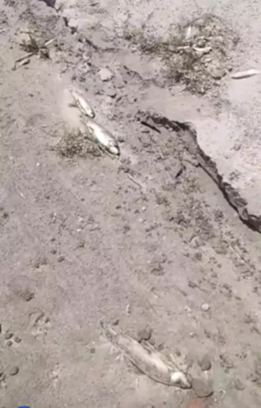 Toxic Dumping in Sutlej River Sparks Outcry, Killing Fish Massively